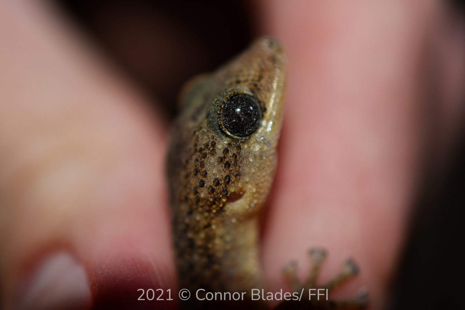 BDF Preserving The Leaf-toed Gecko