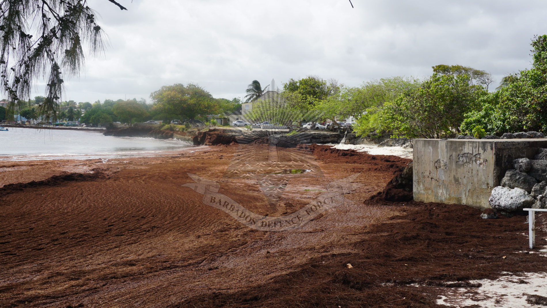 BDF Sargassum Seaweed Programme